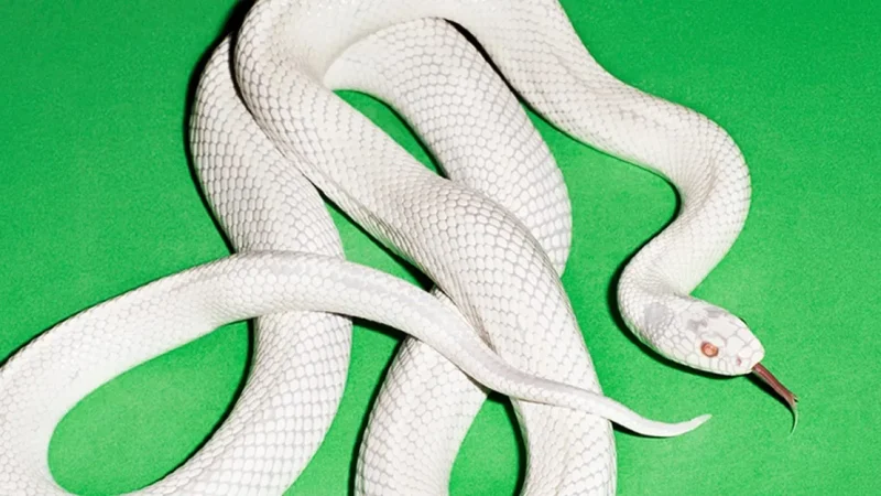 CD REVIEW | Private Music: La reafirmación de la autenticidad de Deftones se consagra en su décimo álbum de estudio